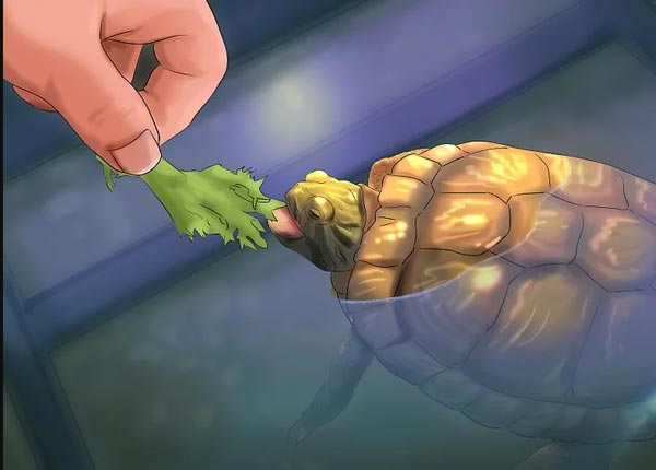 Rùa Nước Ăn Gì?