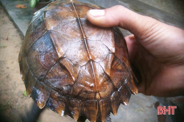 Rùa Sa Nhân Có Trong Sách Đỏ Không?