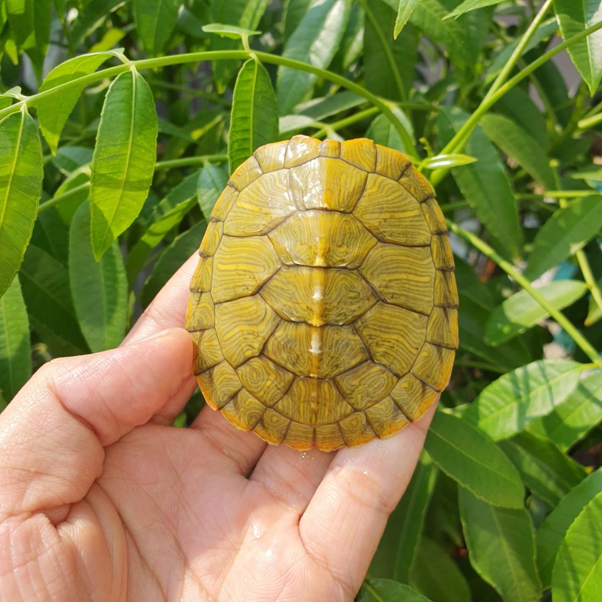 Rùa Tai Đỏ Mai Vàng: Đặc Điểm, Chăm Sóc Và Môi Trường Sống