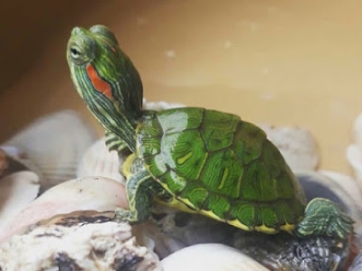 Rùa Tai Đỏ Sống Được Bao Lâu?