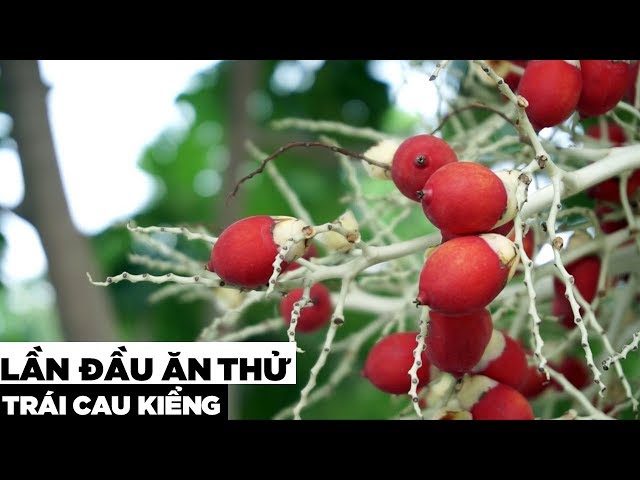 Trái Cau Kiểng Ăn Được Không? Gallery 2