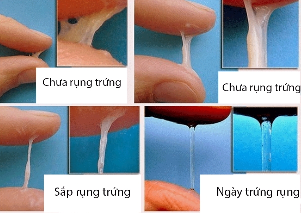 Rụng trứng có màu gì?