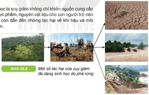 Rừng tự nhiên không có vai trò nào sau đây?