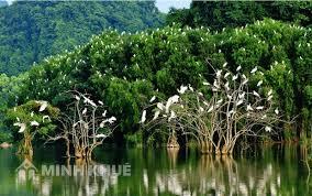 Rừng tự nhiên không có vai trò nào sau đây? Gallery 2