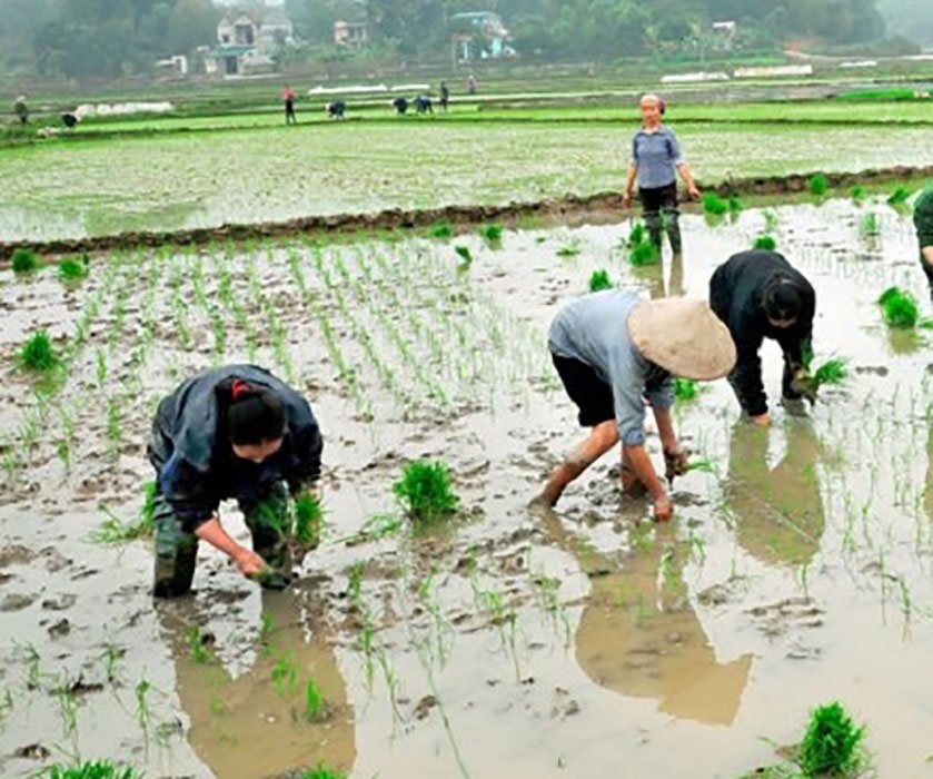 Ruộng Cao Trồng Màu, Ruộng Cấy Chiêm