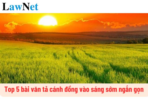 Cánh Đồng Vào Sáng Sớm Gallery 1