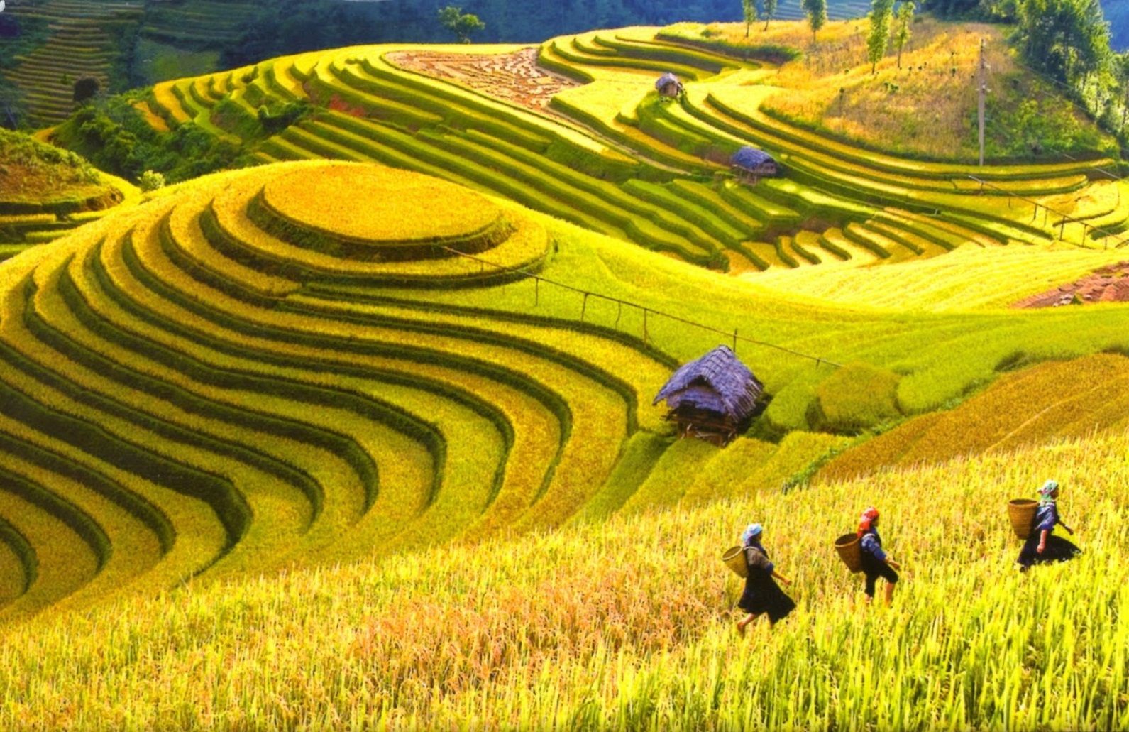Vàng Ruộm Gallery 1
