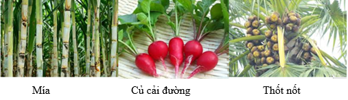 Trạng thái tự nhiên của Saccarozo Gallery 1
