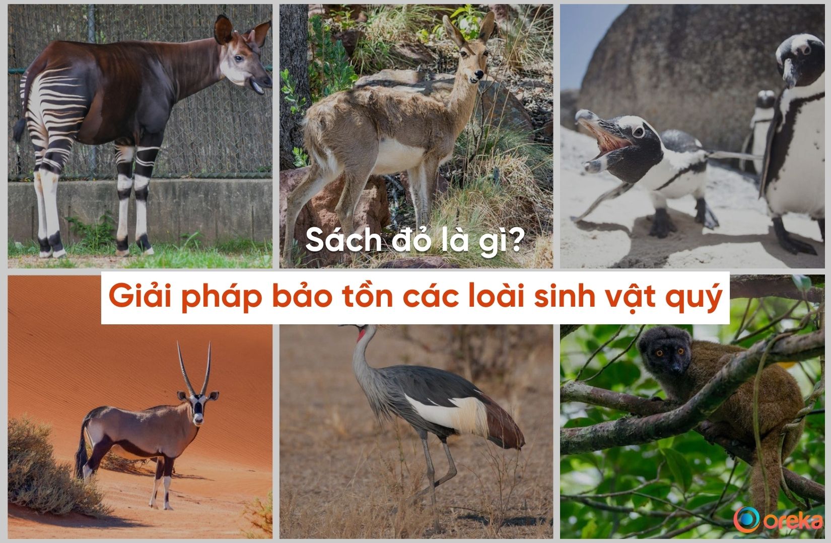 Sách đỏ là gì?