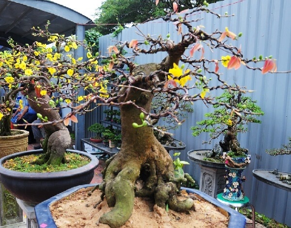 Sách hướng dẫn tạo dáng cây mai vàng