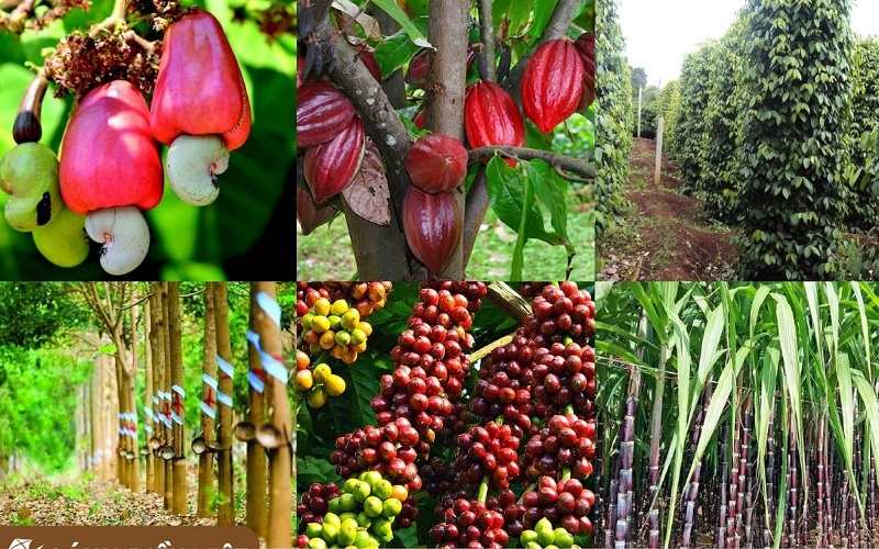 Sản xuất cây công nghiệp lâu năm ở nước ta hiện nay