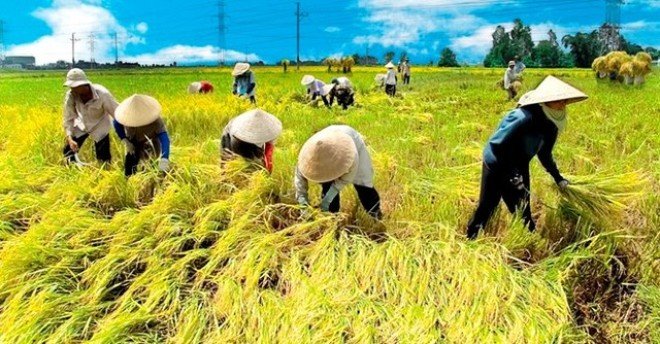 Sản xuất lúa ở nước ta hiện nay