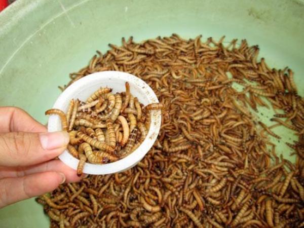 Sâu cho chim ăn: Loại sâu nào tốt và cách cung cấp