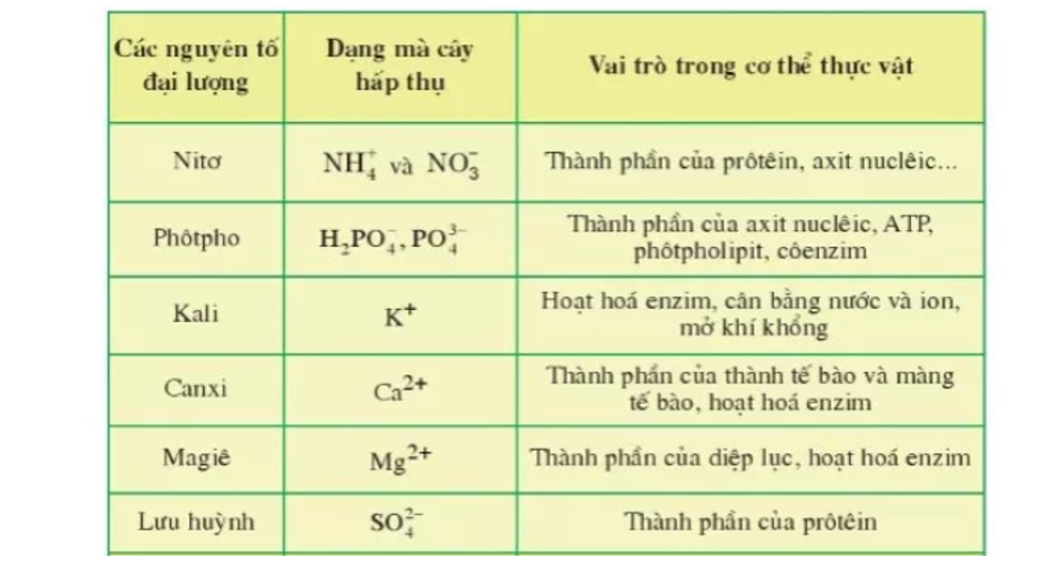 Các Nguyên Tố Đa Lượng Cấu Tạo Nên Cơ Thể Gallery 1