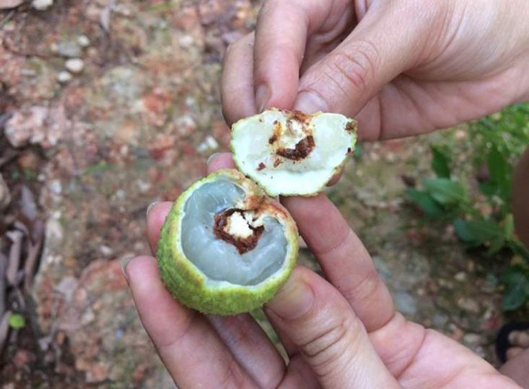 Sâu quả vải vì ai vạch lá