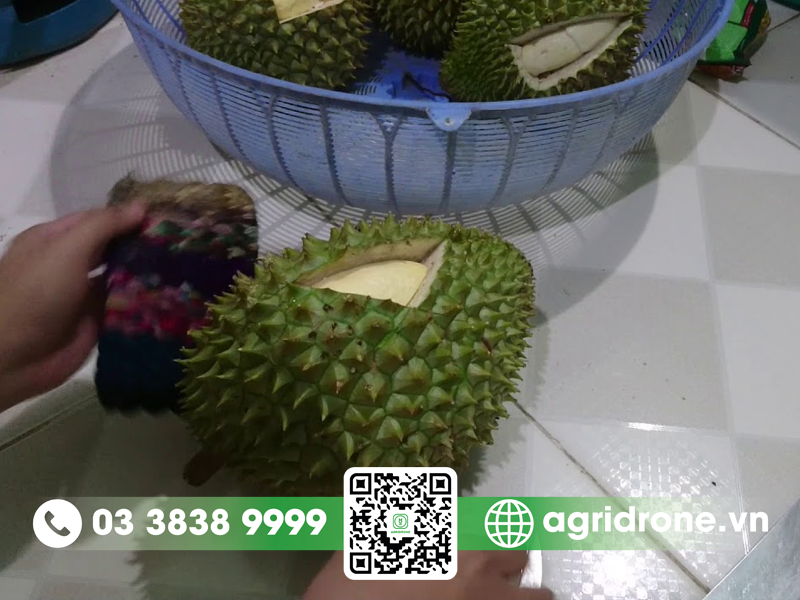 Sầu riêng chưa chín đã bổ phải làm sao?