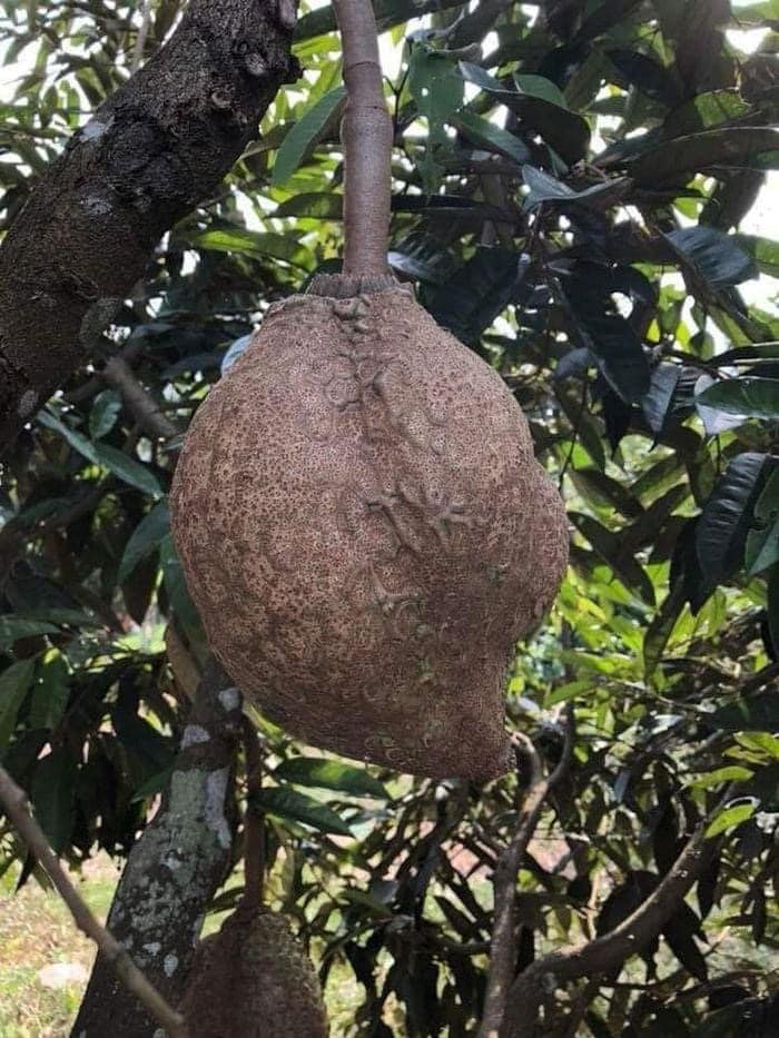 Sầu Riêng Không Gai