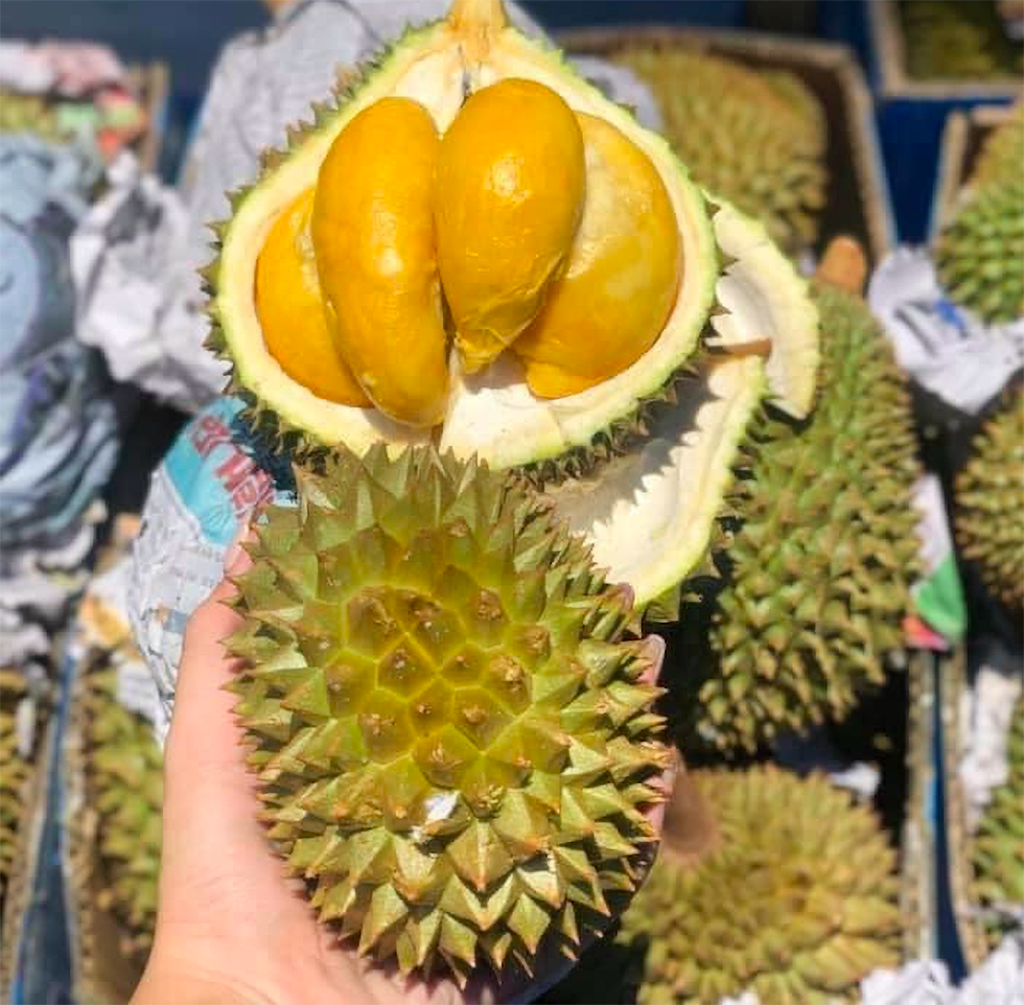 Sầu Riêng Trái Nhỏ