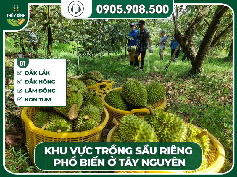 Sầu riêng trồng ở đâu?