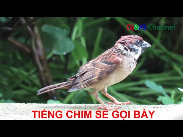 Sẽ Gọi Là Gì? Giải Đáp Thắc Mắc Về Từ "Sẽ Gọi"