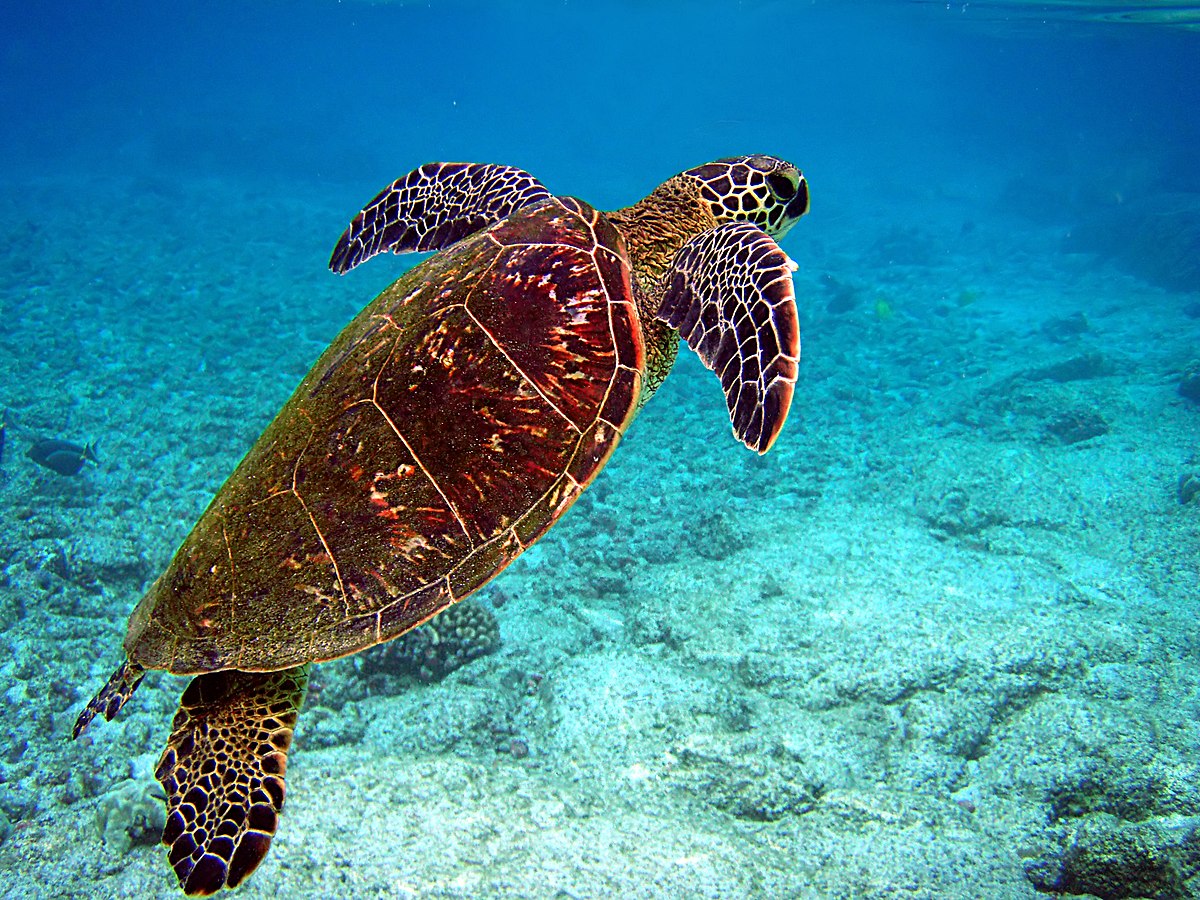 Sea Turtles: A Comprehensive Guide Gallery 2
