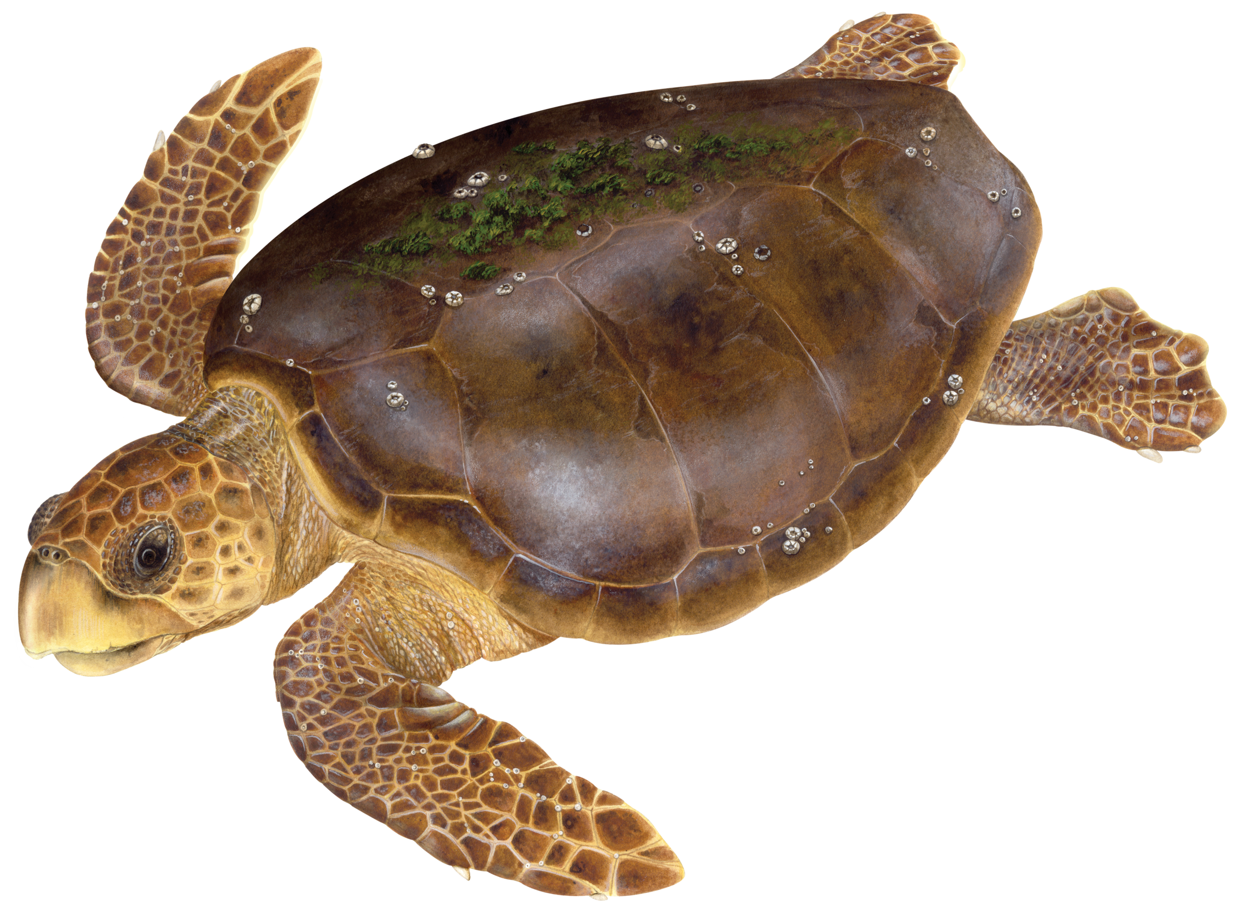 Sea Turtles: A Comprehensive Guide Gallery 1