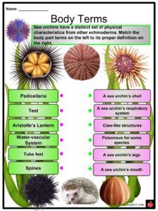 What is a Sea Urchin in English? Gallery 1