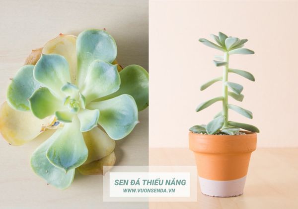 Sen Đá Có Cần Phơi Nắng Không? Gallery 2