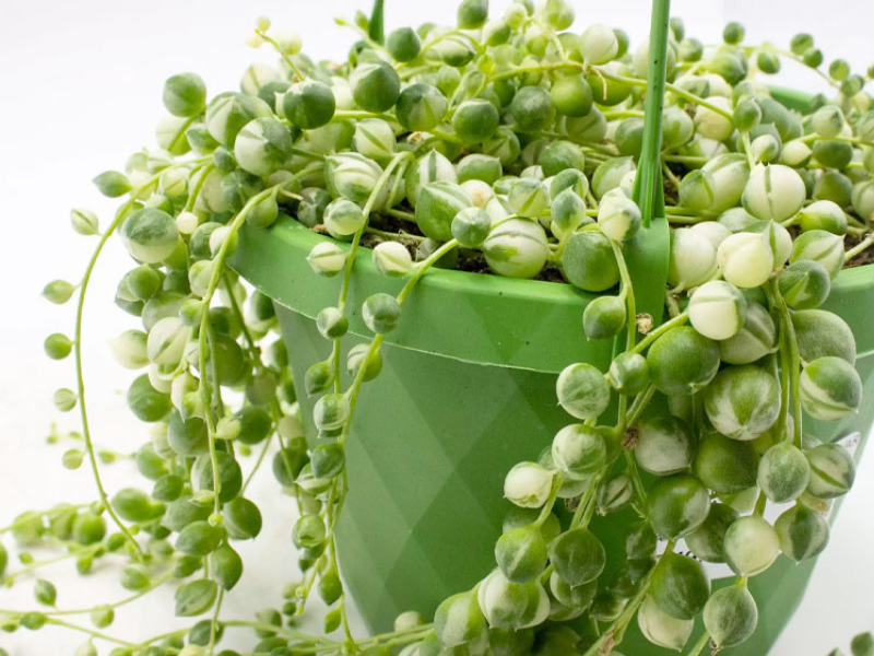 Sen Đá Giọt Nước: Đặc điểm, cách chăm sóc và ý nghĩa