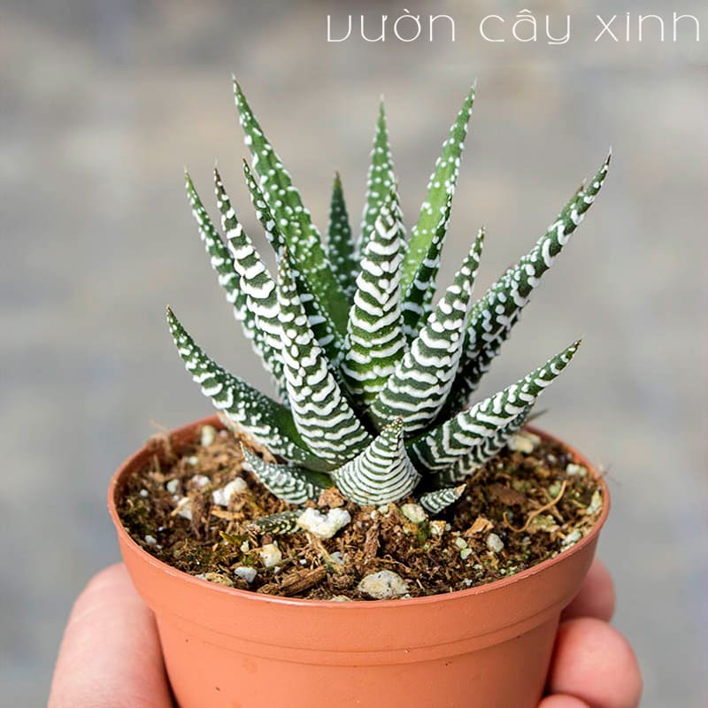 Sen Đá Móng Rồng Hợp Mệnh Gì?