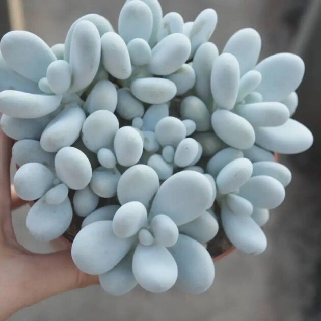 Sen Đá Sỏi Trắng: Sự Kết Hợp Hoàn Hảo Giữa Vẻ Đẹp Tự Nhiên và Sự Tinh Tế