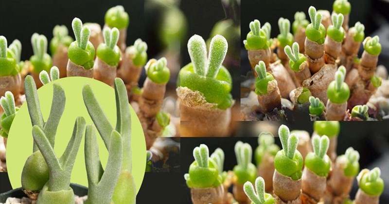 Sen Đá Tai Thỏ: Chăm sóc, nhân giống và những điều thú vị
