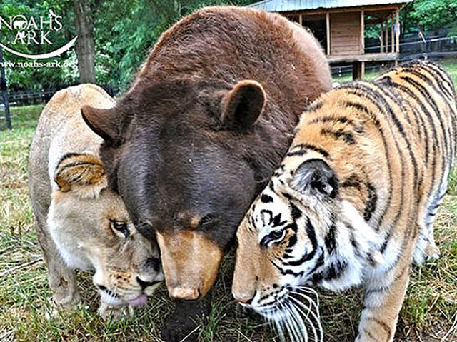Shere Khan, Baloo và Leo: Ba nhân vật nổi tiếng trong "Câu chuyện rừng xanh"