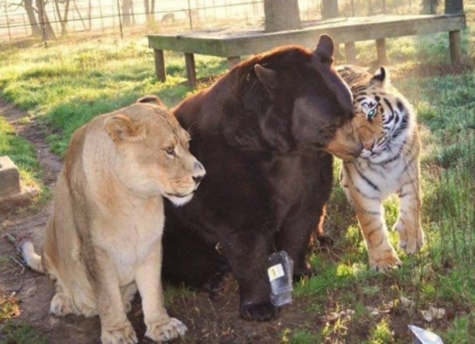 Shere Khan, Baloo và Leo: Ba nhân vật nổi tiếng trong "Câu chuyện rừng xanh" Gallery 1