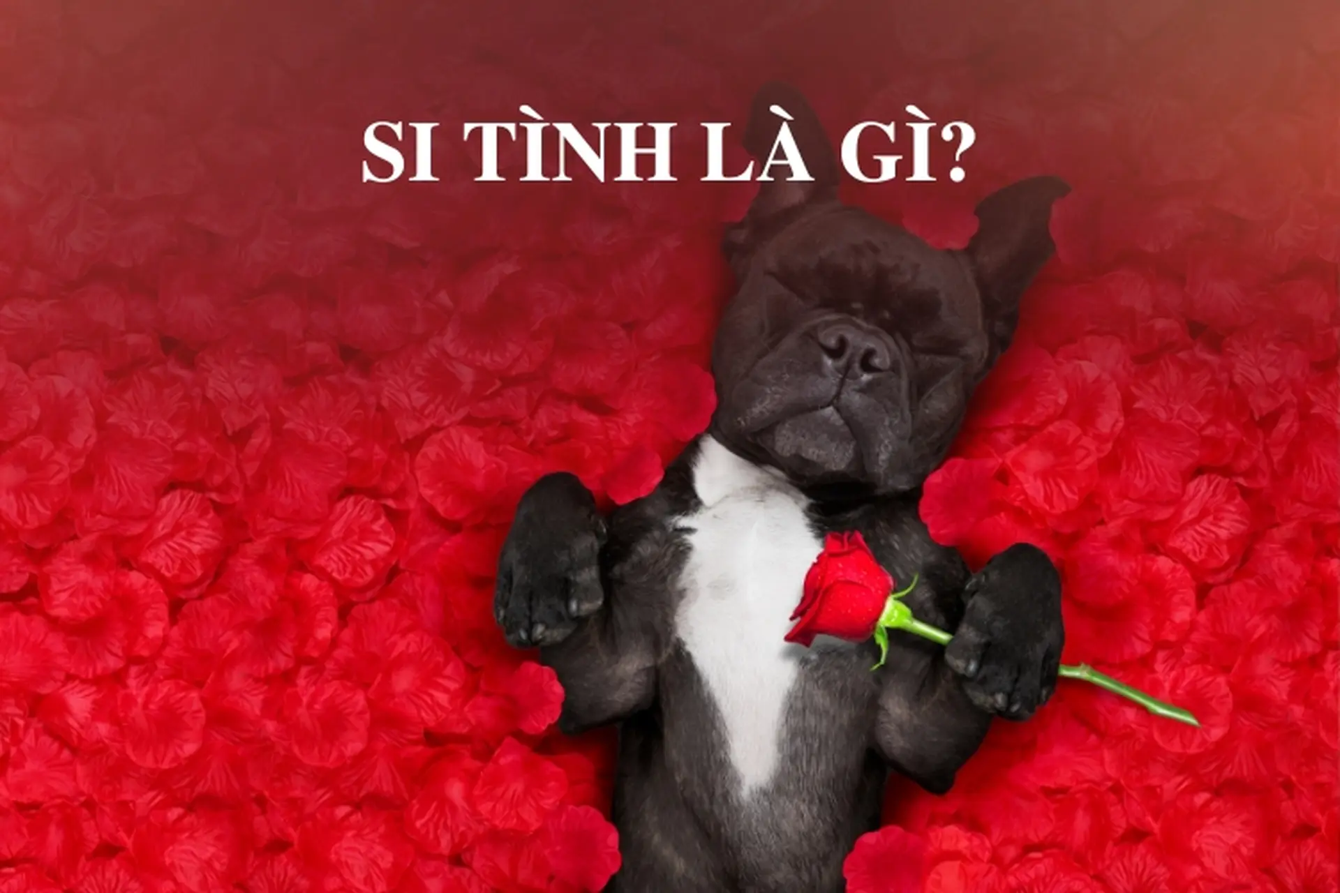 Si Tình Là Gì? Gallery 2