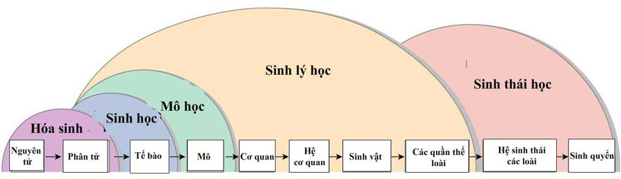 Sinh lý học là gì?