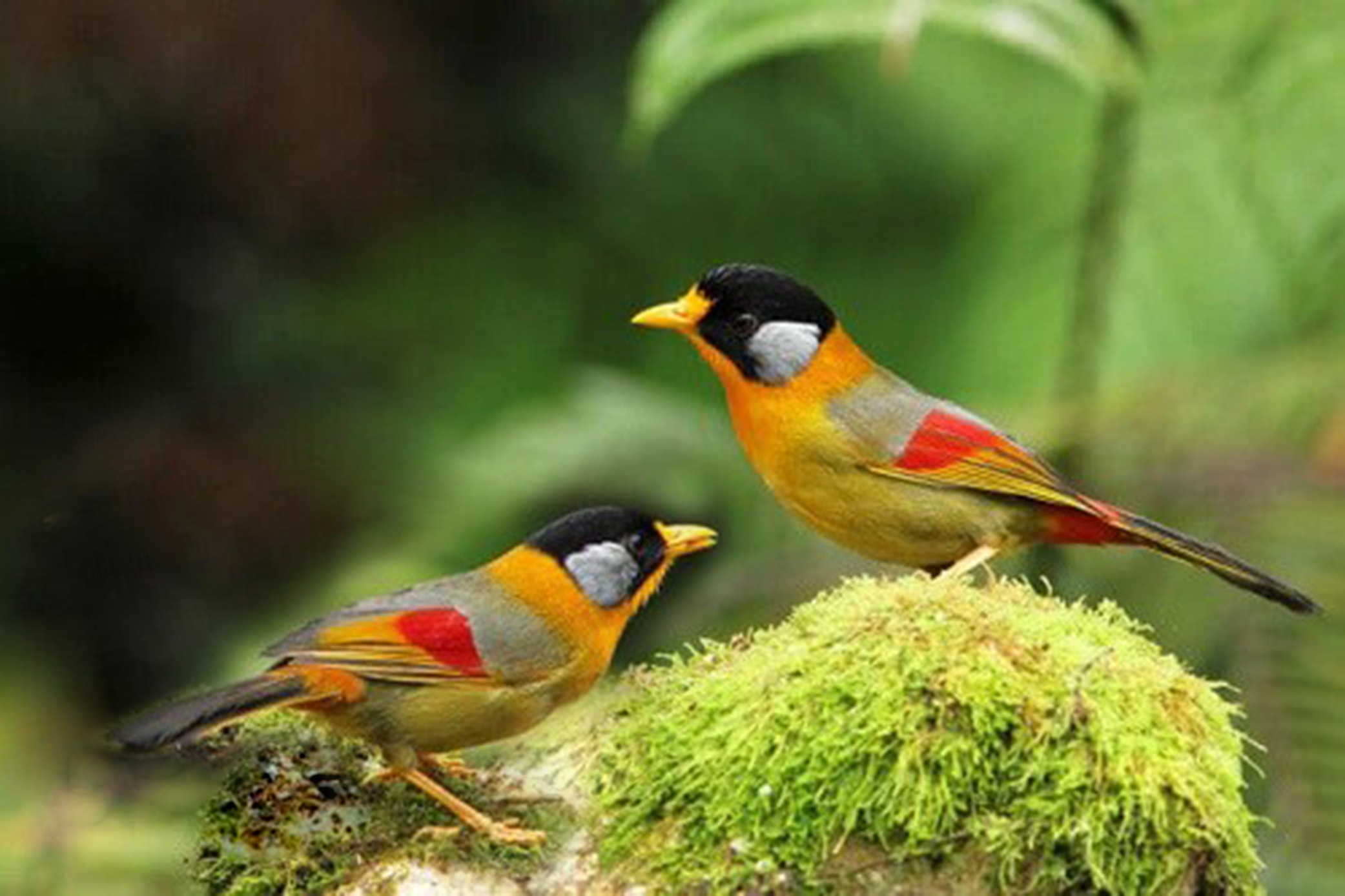 Chim Ngũ Sắc Trống: Đặc điểm, Sinh sản và Cách Nhận Biết Gallery 2