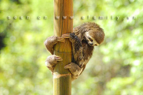 Những gì trên cây? Gallery 2