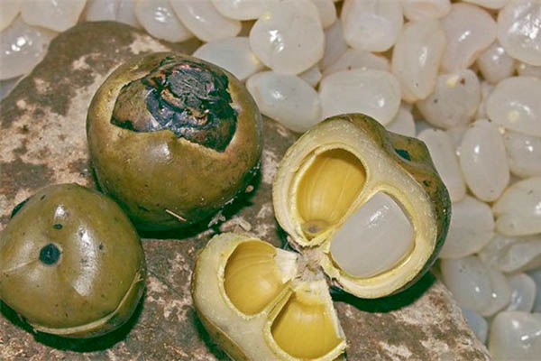 Cách Chế Biến Hạt Đác Tươi Ngon, Đơn Giản Tại Nhà Gallery 1