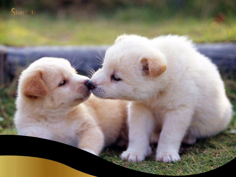 Số đề con chó số mấy?