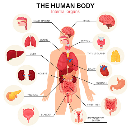 Sơ Đồ Hình Người: Hướng Dẫn Chi Tiết & Ứng Dụng