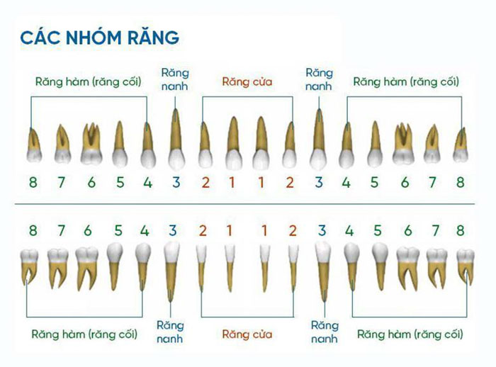 Răng Khôn Có Mấy Chân? Gallery 1
