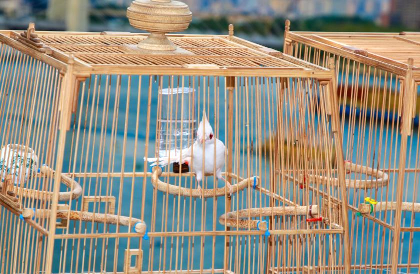 Chào Mào Nên Nuôi Mấy Con? Gallery 1