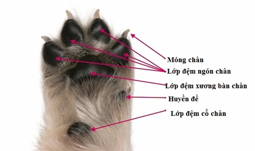 Chân Chó Có Mấy Ngón?