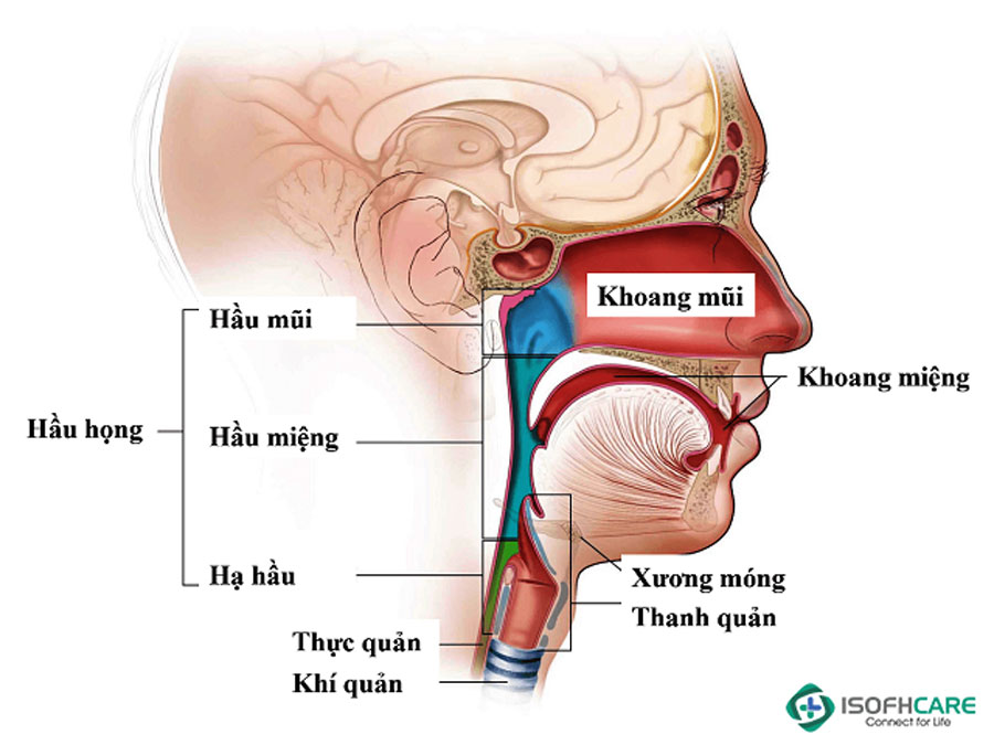 Sơ Múi Là Gì?