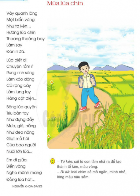 Cánh Đồng Lúa Chín Vàng Như Thế Nào?