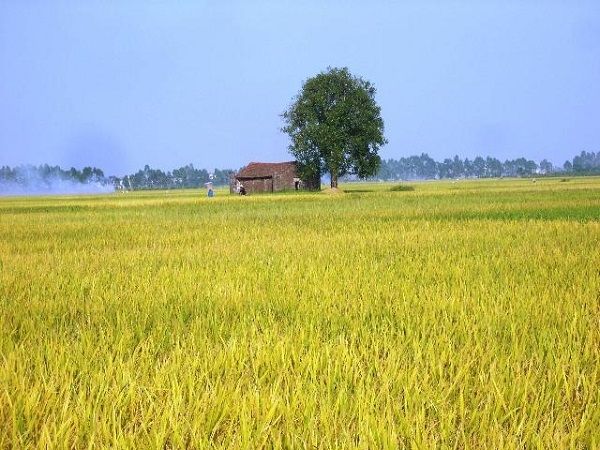 Cánh Đồng Lúa Chín Vàng Như Thế Nào? Gallery 2