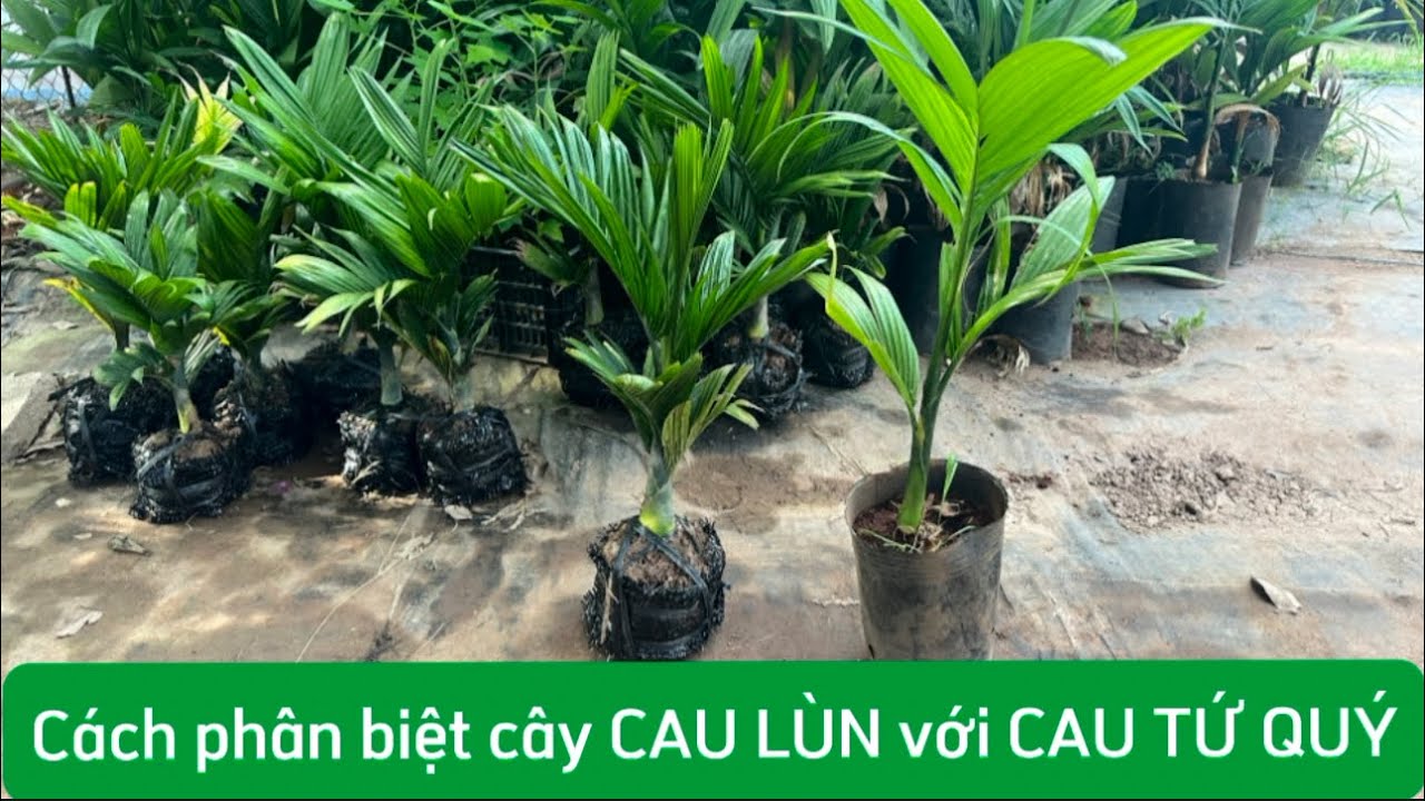 Nên Trồng Cau Lùn Hay Cau Cao? Gallery 1