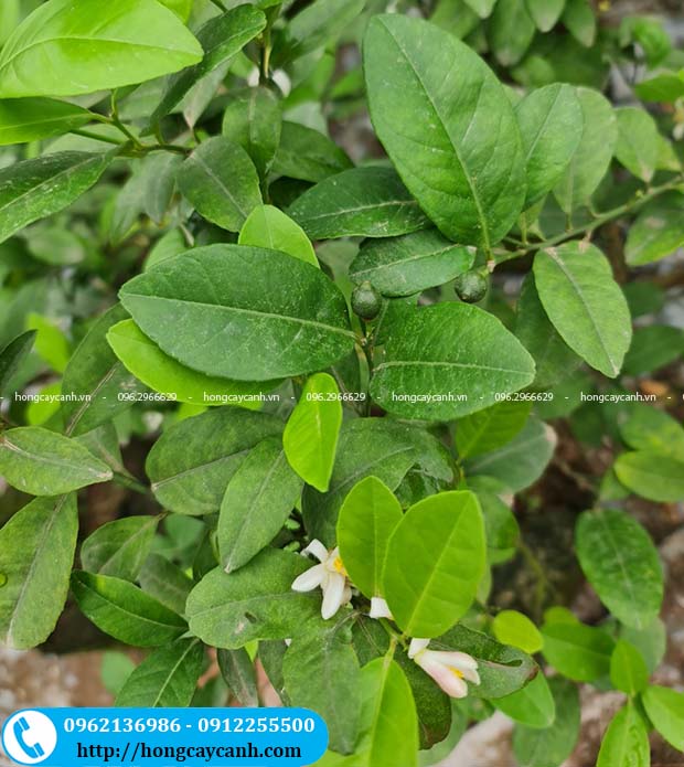 Nên Trồng Chanh Ta Hay Chanh Tứ Quý? Gallery 1