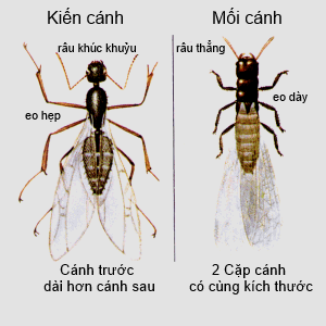 Sự Khác Biệt Giữa Con Muỗi và Con Kiến Gallery 1